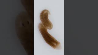 Planaria flatworms। [upl. by Ennalyrehc]