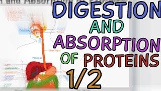 Digestion and Absorption of Proteins  Part 12 [upl. by Evreh46]