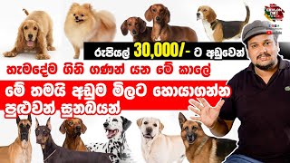 ලංකාවේ රු 30000ට අඩුවෙන් සුරතලෙක් සොයාගන්නේ මෙහෙමයි  Most cheapest dogs in sri lanka 2021 [upl. by Pinsky]