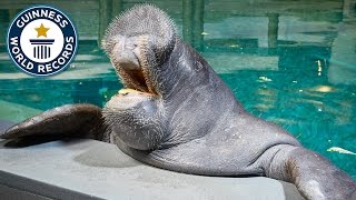 Oldest Manatee  Guinness World Records [upl. by Ystap]