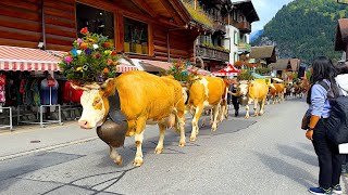 Lauterbrunnen Valley Switzerlands most beautiful valley 🇨🇭 4K Walk [upl. by Sheepshanks900]