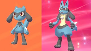 How to Catch and Evolve Riolu in Pokemon Sword and Shield [upl. by Nnarefinnej]