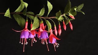 ABC TV  How To Make Fuchsia Paper Flower From Crepe Paper  Craft Tutorial [upl. by Annatnom]