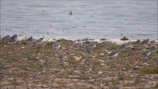 Semipalmated Sandpiper  Dawlish Warren NNR 2102024 [upl. by Kline425]