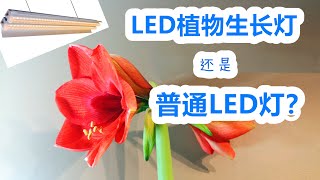 如何选择LED植物生长灯补光灯育苗灯💡跟这个博主一起钻牛角尖💡冬季北方室内植物小助手💡常见问题解析 [upl. by Ilzel]