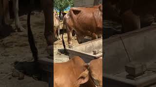 Bakra Mandi  Qurbani Eid 2024 Live updates [upl. by Halihs260]