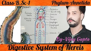 Digestive System of Nereis नेरीस का पाचन तंत्र [upl. by Nilyaj555]