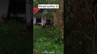 ඔයාලත් දැක්කද හොදින් බලන්න 😱trending gost viralvideo srilanka holmanvideo l [upl. by Joana]