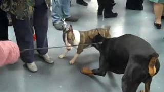 Doberman playing with Mini Bull Terrier [upl. by Anerda]