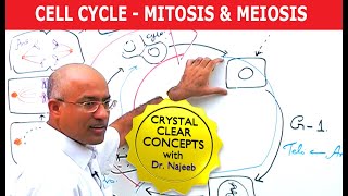 Cell Cycle and Genes  Mitosis amp Meiosis [upl. by Airan471]