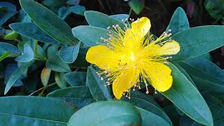 Le millepertuis nom scientifique L hypericum calycinum [upl. by Wakeen]