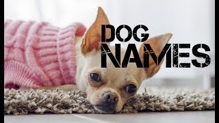 female Dog Names that start with m  YouTube [upl. by Ecirual583]