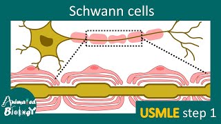 Schwann cells  Myelination  Schwann cells vs Oligodendrocytes  USMLE step 1  Neurology [upl. by Ecirtnom]