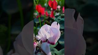 cyclamen plant  winter flower  garden  gardening flowers [upl. by Eedoj514]