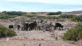 Funny Goats And Their Bells With Commentry Paphos Cyprus [upl. by Anneyehc]