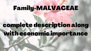 Malvaceae family [upl. by Orfield]