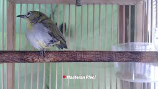 suara burung pleci gacor  suara burung pleci ngalas  MASTERAN suara burung pleci jantan ngecir [upl. by Nessaj]