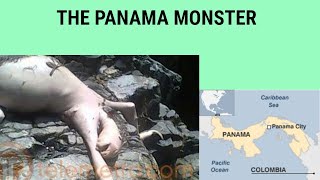 The Panama Creature  Globster of Central America [upl. by Nagek]