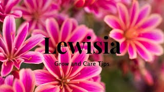 Lewisia Grow and Care Tips [upl. by Jaella74]