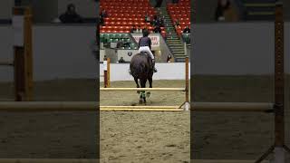 Jenny Perkins at Equine Affaire horse equestrian animals [upl. by Cattan]