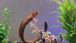 Freshwater Moray tank [upl. by Asylem]