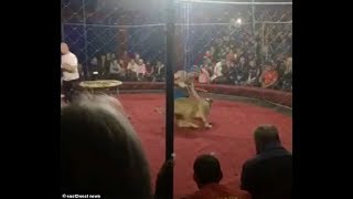 Savages Lion Attack Fouryearold girl during circus performance in Russia [upl. by Hylton]