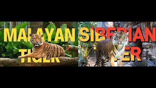 Malayan Tiger vs Siberian Tiger [upl. by Euginom95]