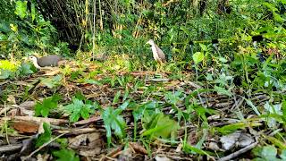 waterhen gallinule dahuk bird trapdahuk pakhir fad toirir poddhotihash dhora fad bog dhora fad [upl. by Riley171]