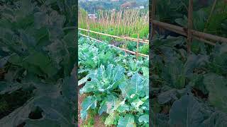 Farm at Lembang with Montain Views [upl. by Nylahsoj31]