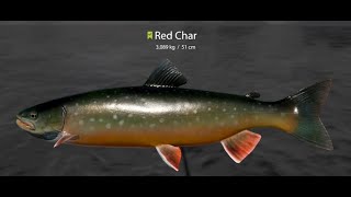 Russian Fishing 4  Ladoga Archipelago CharGrayRed Char spot [upl. by Eisdnyl]