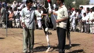 Pushkar Cattle Fair  May the best horse win [upl. by Salmon5]