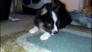 Pomsky puppies playing httpswwwfacebookcomApexPomskies [upl. by Roderic]