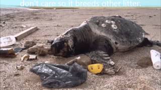 What are the effects of Littering [upl. by Roon]