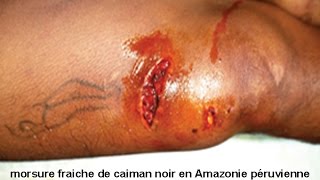 Attaques de caïmans noirs sur lhomme en Amazonie Ataques de lagartos negros en la Amazonia [upl. by Oiruam479]