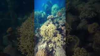 Snorkeling around the Whitsundays Islands fishing snorkeling lifestyle life water love fish [upl. by Leiram]