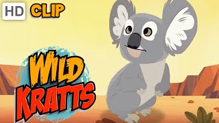 Wild Kratts  All About Koalas [upl. by Alenoel668]