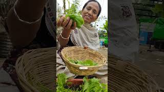 Vegetable Harvest At Home🔥Vegetable Harvesting Video🥦Vegetable Kaise Ugaye✨ashasgardenstoryshorts [upl. by Asserat]