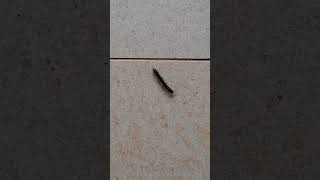 Active and Energetic Millipede shortvideo nature thousandfeet animal arthropoda myriapoda [upl. by Maryellen]