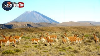 Vicuñas en su Habita Natural Arequipa Perú  the life of the Vicuñas in their Natural Habitat [upl. by Trometer]