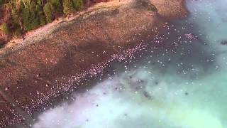 Salish Sea Herring Spawn [upl. by Alie]