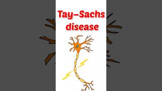 TaySachs disease biochemistry biology geneticdisorders shortfeed shortvideo geneticdisorders [upl. by Loss]