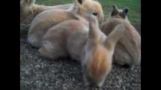 Joys Litter  2 Weeks Old  Baby Lionhead Bunnies [upl. by Airdnal]