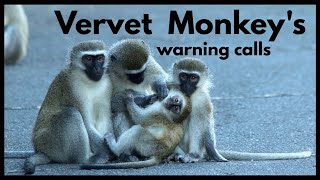 VERVET MONKEYS warning calls [upl. by Trebled701]