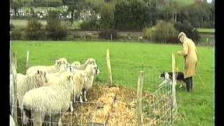 Sheepdog Training With Ted Hope Pt 3 [upl. by Enitnatsnoc932]