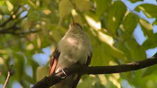 20241007 Yellowbilled Cuckoo [upl. by Chastity]