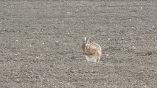 Hares at Frenchs Farm Dunsby Fen in April 2017 [upl. by Doownelg]