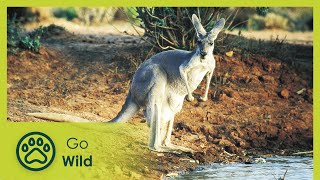 Wildest Australia  Go Wild [upl. by Emmit]