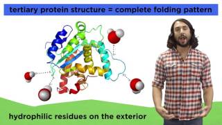 Protein Structure [upl. by Hardy]