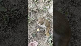 bandar apple🍎 kha rha hai money funnybandar monkies monkeycartoon bandar [upl. by Ellenhoj]