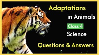 Adaptations in Animals Class 4 questions and Answers  Objective type questions  Class 4 science [upl. by Eirojram]